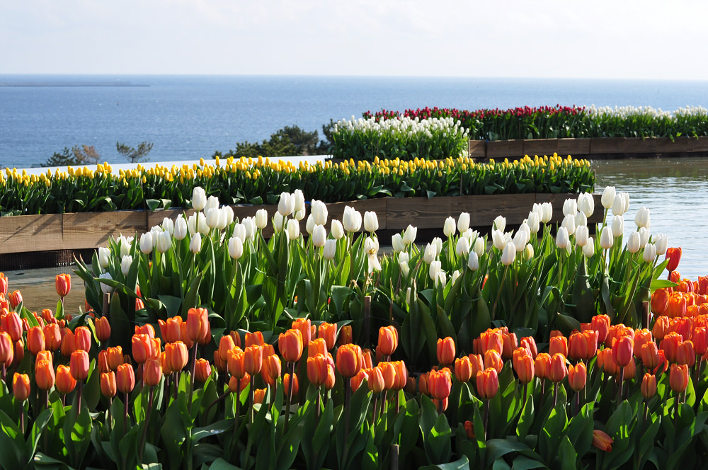 茨城縣國營海濱公園,国営ひたち海浜公園,粉蝶花,掃帚草,水上鬱金香