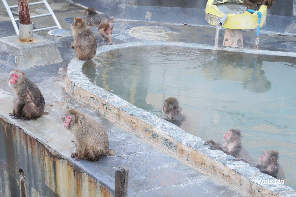 函館市熱帶植物園,函館猴子泡溫泉,猴子泡溫泉,北海道猴子泡溫泉
