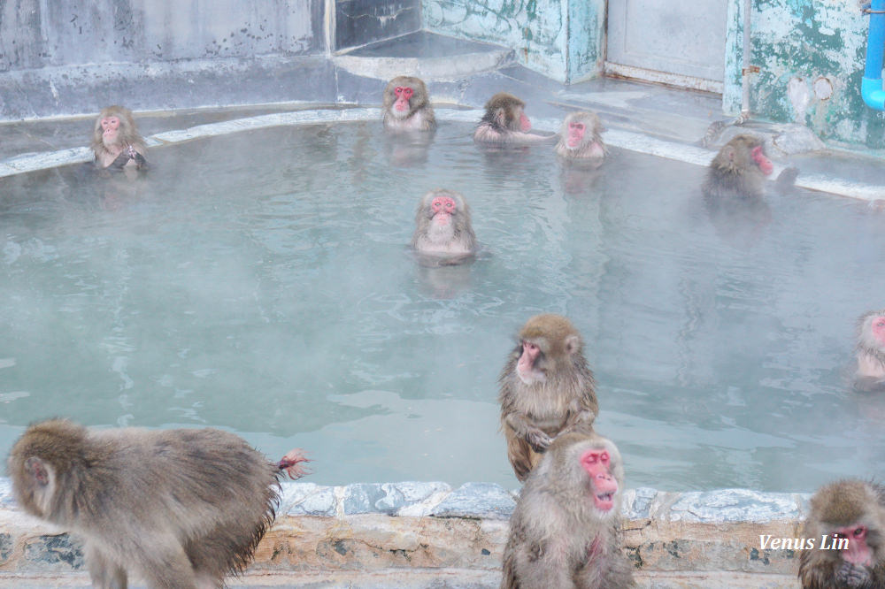 函館市熱帶植物園,函館猴子泡溫泉,猴子泡溫泉,北海道猴子泡溫泉