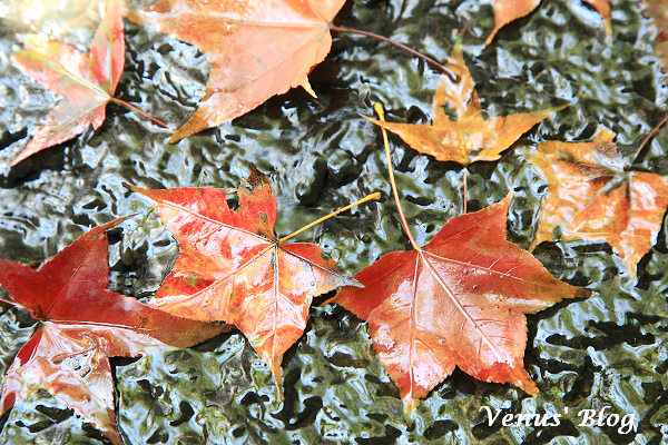12台北冬賞楓 汐止拱北殿賞紅葉 現在正是時候 賞楓日期 12 12 14 購物狂女王venus